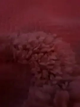 Iitaniee on StripChat 